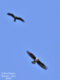 Bonellis eagle - Black Kite