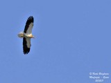 Egyptian Vulture - Neophron percnopterus - Vautour percnoptère
