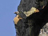 Eurasian Griffon Vulture - Gyps fulvus - Vautour fauve