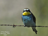 European Bee-eater