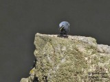 Blue Rock Thrush - Male