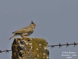 Crested Lark