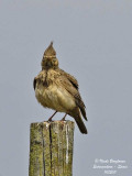 Crested Lark