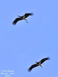 Black Stork - Ciconia nigra - Cigogne noire