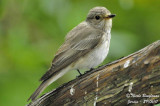 Spotted Flycatcher - adult