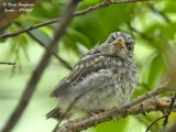 Spotted Flycatcher - juvenile