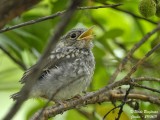 Spotted Flycatcher - juvenile