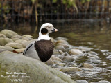 Long-tailed-Duck-male winter