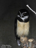 Spectacled Owl adult