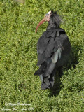 Northern Bald ibis