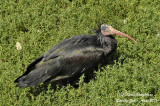 Northern Bald ibis