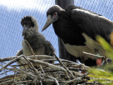Abdim stork - Adult and chick at nest