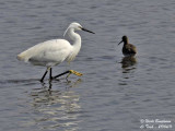 LITTLE EGRET