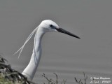 LITTLE EGRET