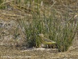 WESTERN YELLOW WAGTAIL