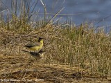 WESTERN YELLOW WAGTAIL pair