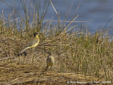 WESTERN YELLOW WAGTAIL pair