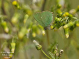 GREEN-HAIRSTREAK - CALLOPHRYS RUBI - ARGUS VERT