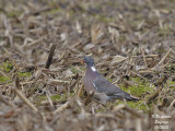 COMMON WOOD PIGEON