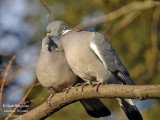 COMMON WOOD PIGEON Pair preening