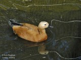 RUDDY SHELDUCK