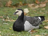 Barnacle Goose