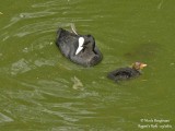 COMMON COOT and chick