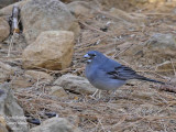 Blue Chaffinch male