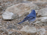 Blue Chaffinch male
