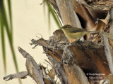 CANARY ISLANDS CHIFFCHAFF - PHYLLOSCOPUS CANARIENSIS - POUILLOT DES CANARIES