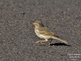 Berthelot Pipit