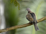 Laughing Dove