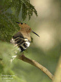 Hoopoe