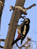 Teneriffas Great Spotted Woodpecker male