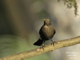 Canarian Blackbird female
