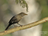 Canarian Blackbird female