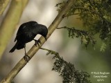 Canarian Blackbird male immature