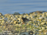 MEADOW-PIPIT