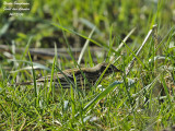 MEADOW-PIPIT