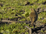 MEADOW PIPIT