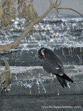 Inca Tern adult