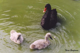 BLACK-SWAN adult and chicks