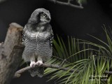 Northern Hawk owl - Surnia ulula - Chouette pervire