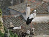 White Storks at nest