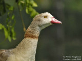 EGYPTIAN-GOOSE - pale
