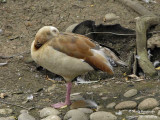 EGYPTIAN-GOOSE