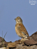 COMMON LINNET female