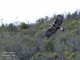 Birding in Extremadura and Monfragüe Park - Andalucía, Sierra de Cazorla, Segura y Las Villas - April 2012