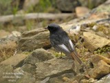 Black Redstart