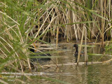 Little Grebe